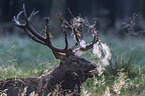 lying Red Deer