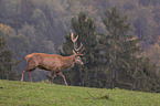 walking Red Deer