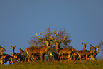 standing Red Deers