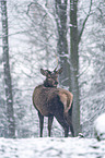 standing Red Deer