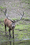 standing Red Deer