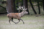 running Red Deer