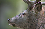 Red Deer portrait