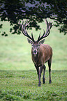 standing Red Deer