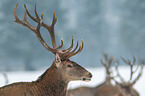 Red Deer portrait