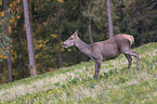 standing Red Deer