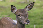 Red Deer portrait