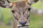 Red Deer portrait
