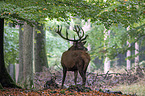 red deer