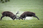 red deer