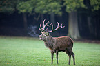 red deer