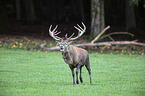 red deer