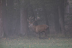 red deer