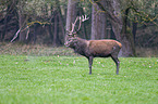 red deer