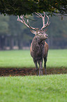 red deer