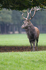 red deer