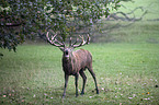 red deer