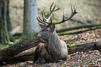 red deer