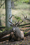 red deer