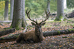 red deer