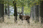 red deer