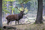 red deer