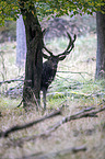 red deer