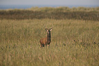 red deer