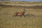 red deer