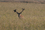 red deer