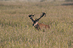 red deer