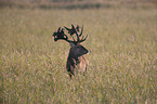 red deer