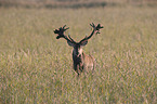 red deer