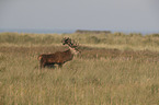 red deer