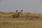 red deer