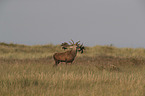 red deer