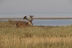 red deer