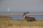 red deer