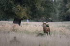 Stag