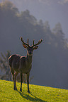 red deer