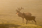 red deer