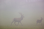 red deer