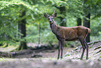 red deer