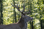 Red Deer