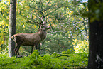 Red Deer