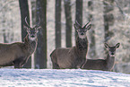 Red Deer