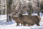 Red Deer