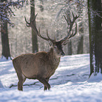 Red Deer