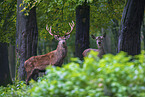 red deer