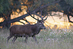 red deer